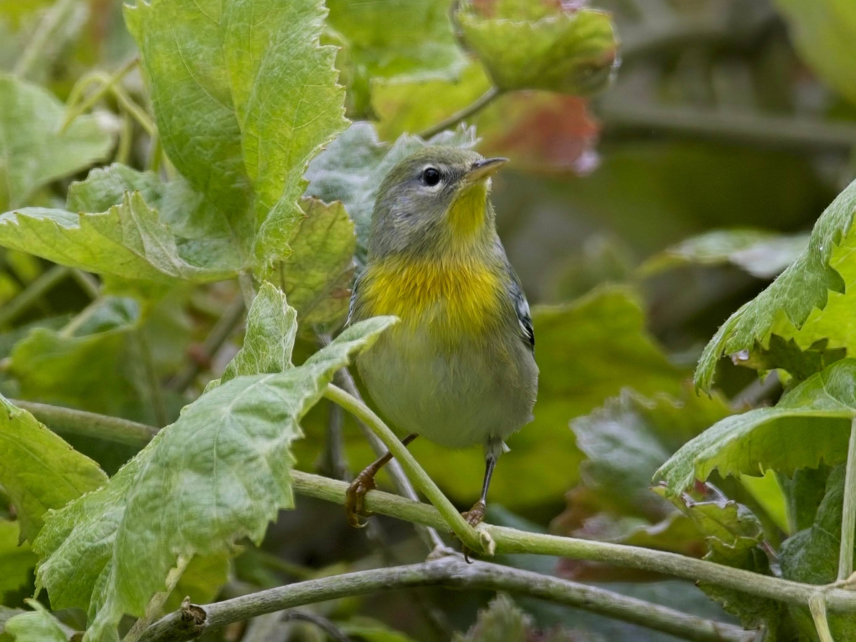 Northern Parula